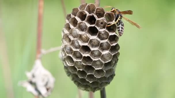 Yaban arısı yuvasını üzerinde — Stok video