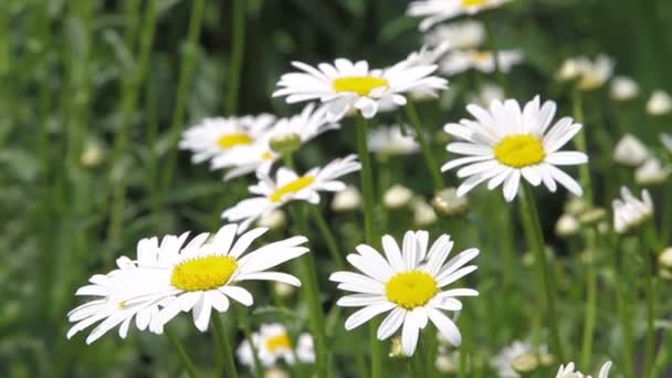 Field of white daisies — Stock Video