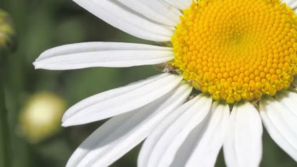 White daisy close-up — Stock Video