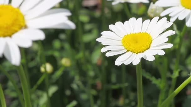 Biene auf einem Gänseblümchen — Stockvideo