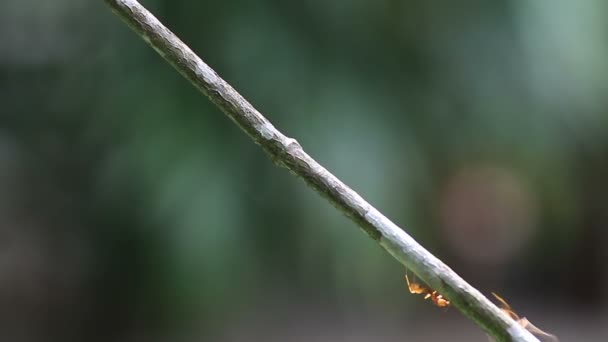 Fourmis ouvrières marchent le long d'une branche — Video