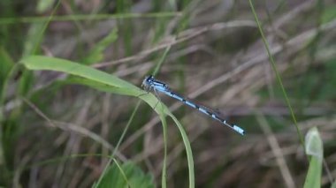 ortak mavi kızböcekleri enallagma cyathigerum
