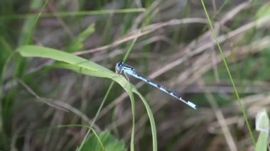 Enallagma cyathigerum