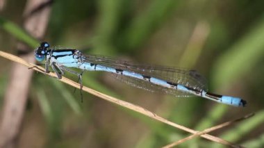 Mavi yusufçuk yakın çekim