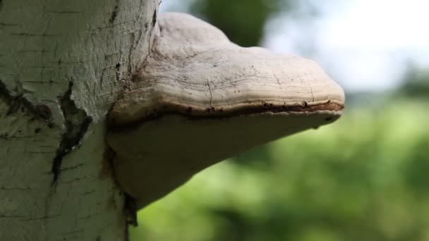 Tondel schimmel fomes fomentarius — Stockvideo