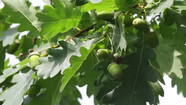 Πράσινο βελανίδια — Αρχείο Βίντεο