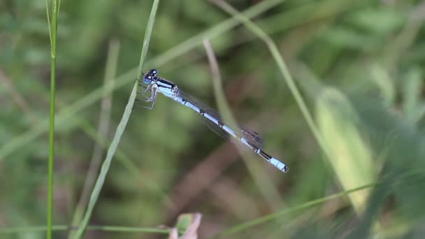 Gros plan de Damselfly bleu 