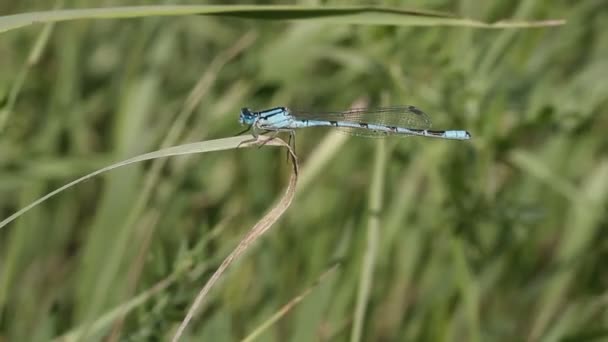 Enallagma cyathigerum — Stok video