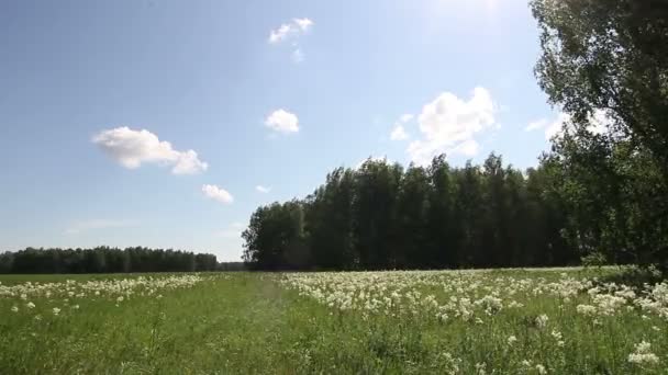 Pradera y bosque en verano — Vídeos de Stock