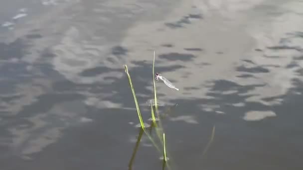 Blå redeye dragonfly — Stockvideo