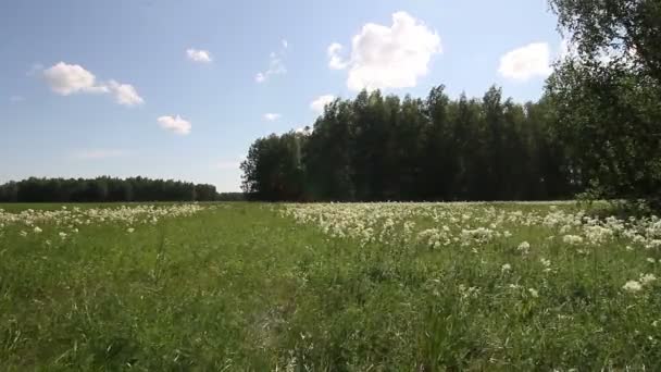Paysage d'été