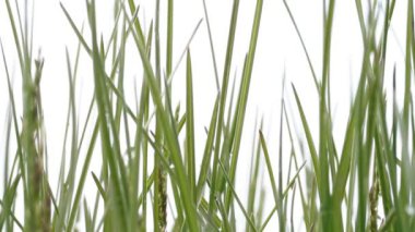 yeşil çim. Beyaz arka plan