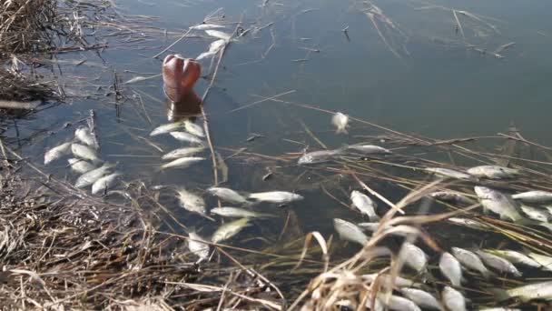 Tote Fische im See — Stockvideo