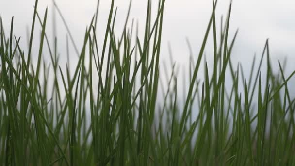 herbe verte contre le ciel