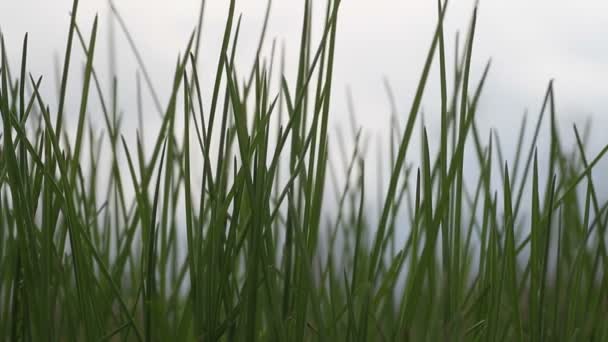 Hierba verde contra el cielo — Vídeos de Stock