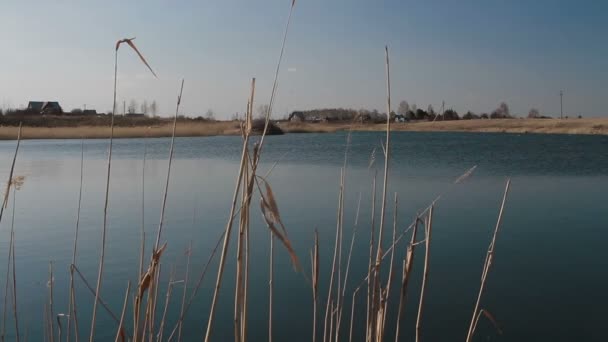 Тростник на озере — стоковое видео
