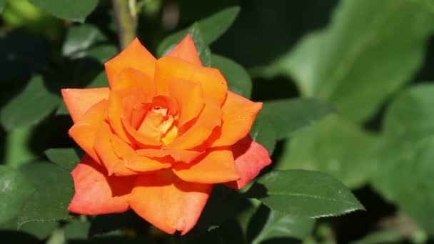 Rose orange — Video