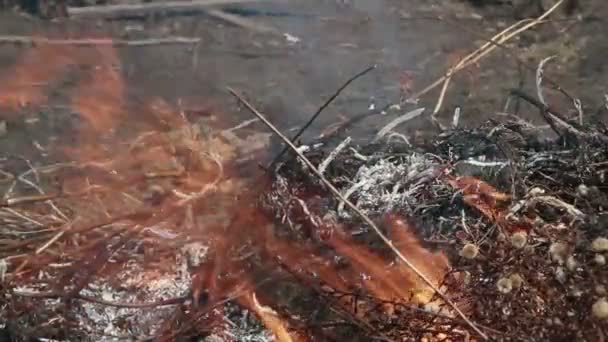 Hojas ardientes — Vídeos de Stock