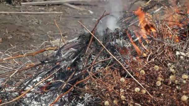 การเผาไหม้ใบไม้ — วีดีโอสต็อก