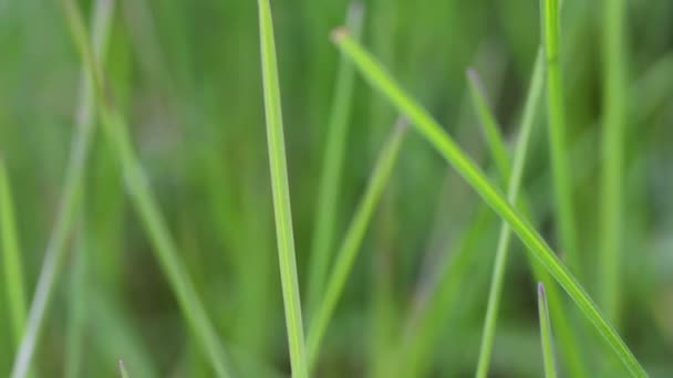 Primeros planos de hierba verde — Vídeos de Stock