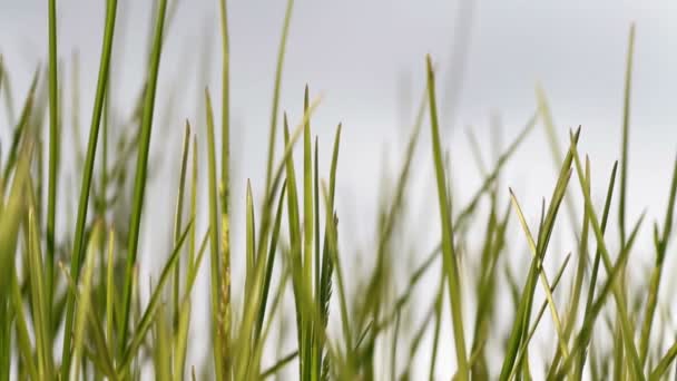 herbe verte au coucher du soleil 