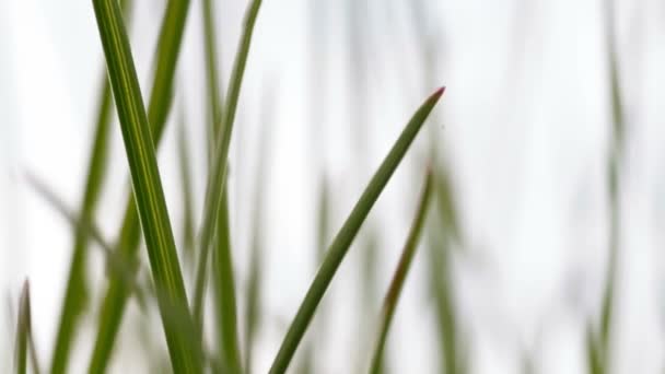 Herbe verte. Définir les séquences 