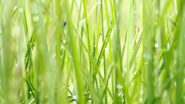 Wassertropfen auf Gras — Stockvideo