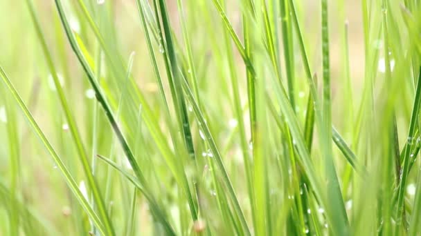 rosée sur herbe verte