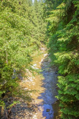 Karpatlar. Kılçıklarım. Büyük Karpatlar salıncağına doğru yol alan orman.