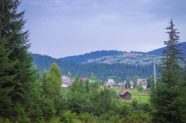 Dağlarda bir köyde söğüt. Karpatlar