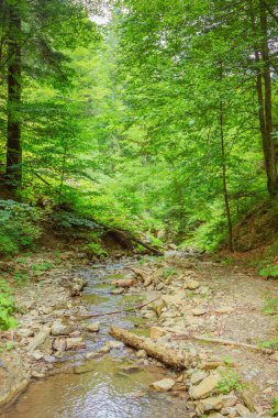 Orman. Luzhkovskiy şelalesine giden yol. Karpatlar