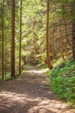 Dağ ormanında. Nesamovyte Gölü 'ne yürüyüş