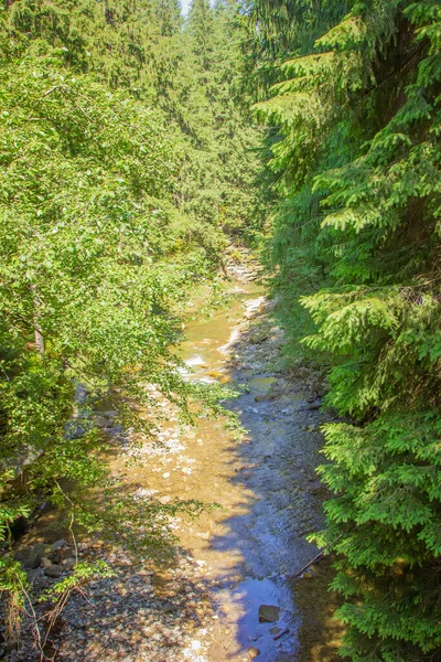 Karpatlar. Kılçıklarım. Büyük Karpatlar salıncağına doğru yol alan orman.