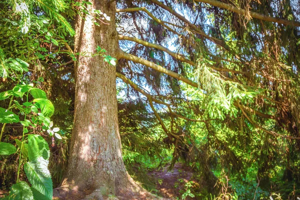 Yaşlı bir meşenin dalları. Karpatlar.