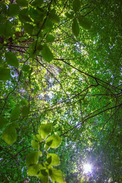 Ağaç dalları arasından gün ışığı