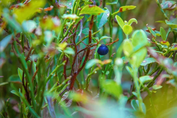 Yabanmersini tarlasında yabanmersini. Pysanyj taşına giden yol. Karpatlar.