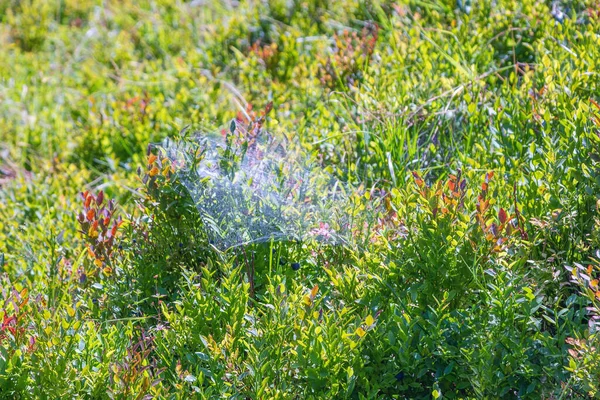 Yabanmersini tarlası ve ağ. Pysanyj taşına giden yol. Karpatlar.