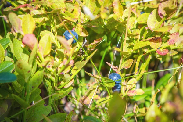 Yaban mersini tarlası Pysanyj taşına gidiyor. Karpatlar.