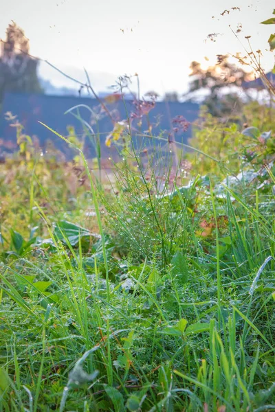 Yağmurdan sonra yeşil sulu çimenler