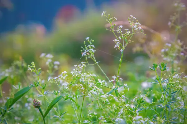 Weed Fragrant Bedstraw Field — Stock Photo, Image