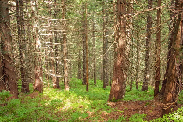 Dağ ormanında. Nesamovyte Gölü 'ne yürüyüş
