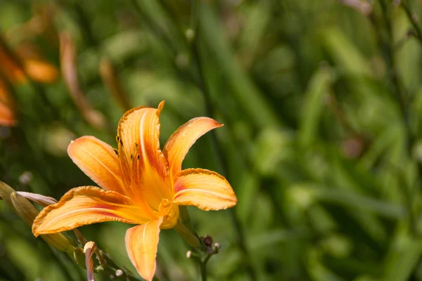 Daylily in sunshine — Stock Photo, Image