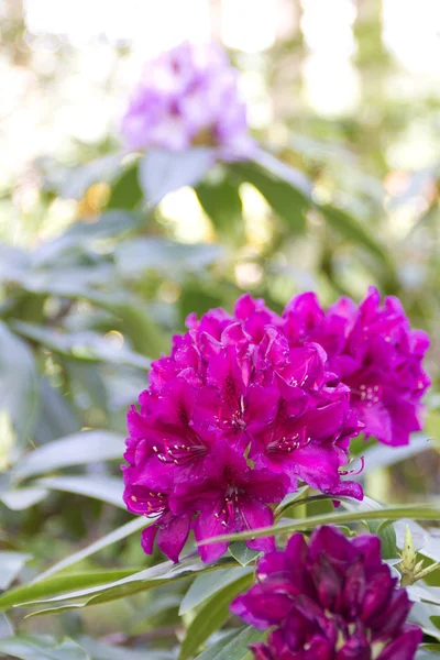 Schöner Rhododendron — Stockfoto