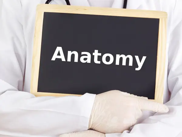 Doctor shows information on blackboard: anatomy — Stock Photo, Image