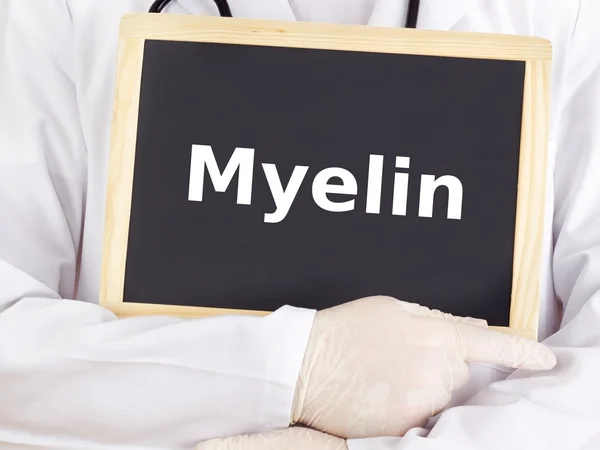 Doctor shows information on blackboard: myelin — Stock Photo, Image