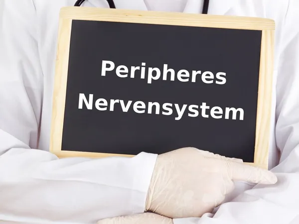 Doctor shows information: peripheral nervous system — Stock Photo, Image