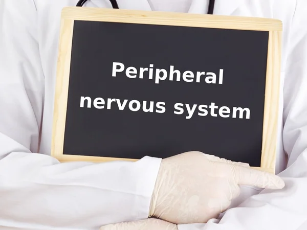 Doctor shows information: peripheral nervous system Royalty Free Stock Photos