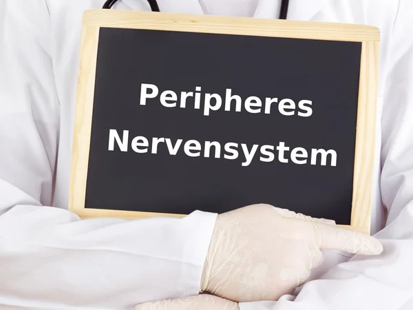 Doctor shows information: peripheral nervous system Royalty Free Stock Images