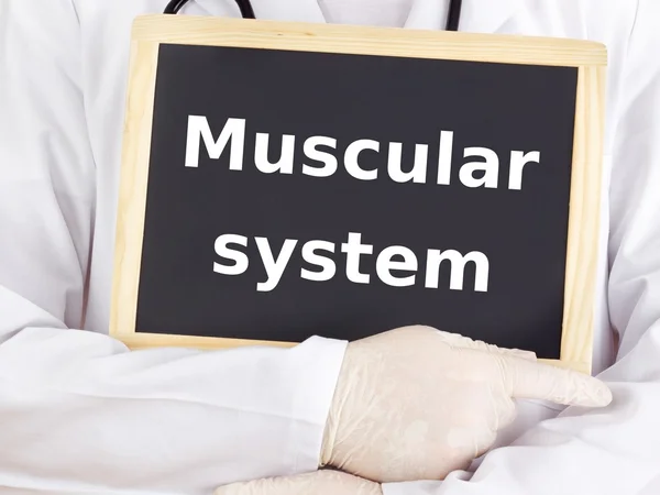 Doctor shows information: muscular system — Stock Photo, Image