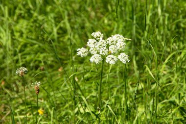 Achillea